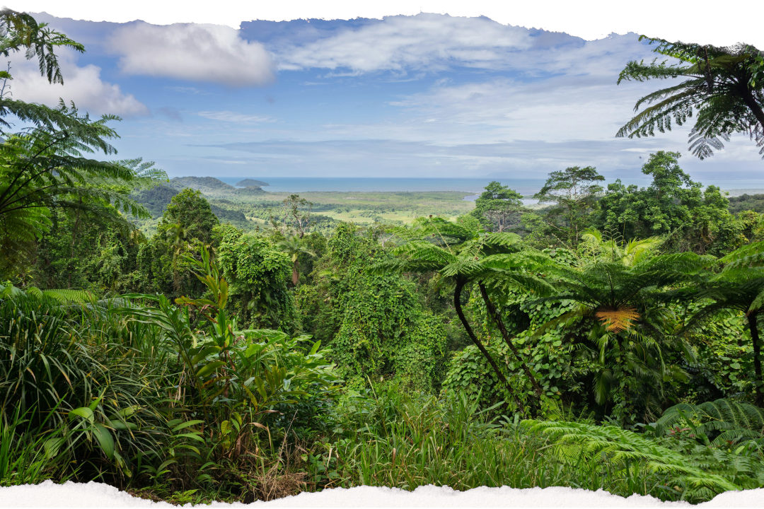 The Daintree Rainforest canopy meeting the Coral Sea