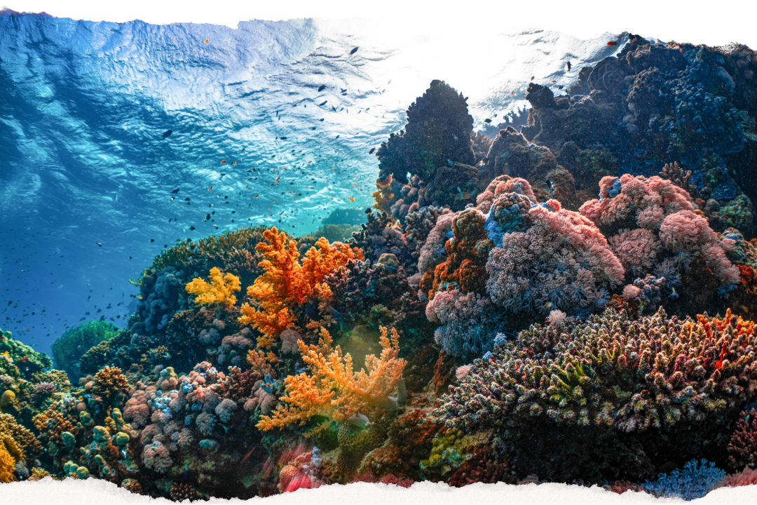 Colourful coral garden on the Great Barrier Reef