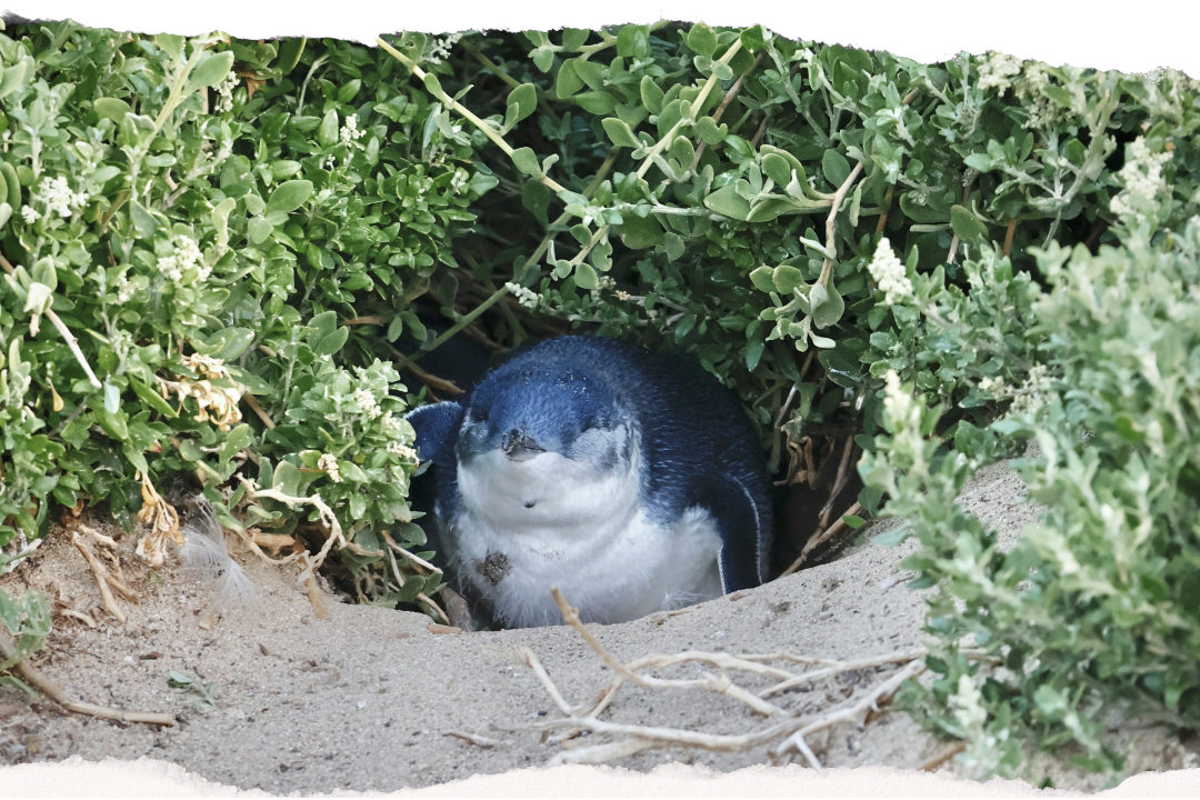 A little penguin in its sandy burrow on Phillip Island