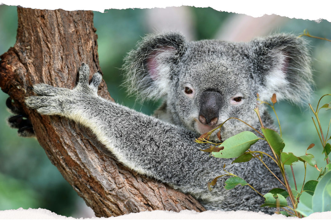 A koala resting in a eucalyptus tree in Queensland