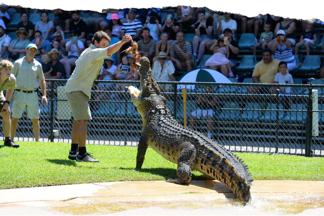 A keeper feeding a saltwater crocodile as it lunges from the water during the Crocoseum show at Australia Zoo