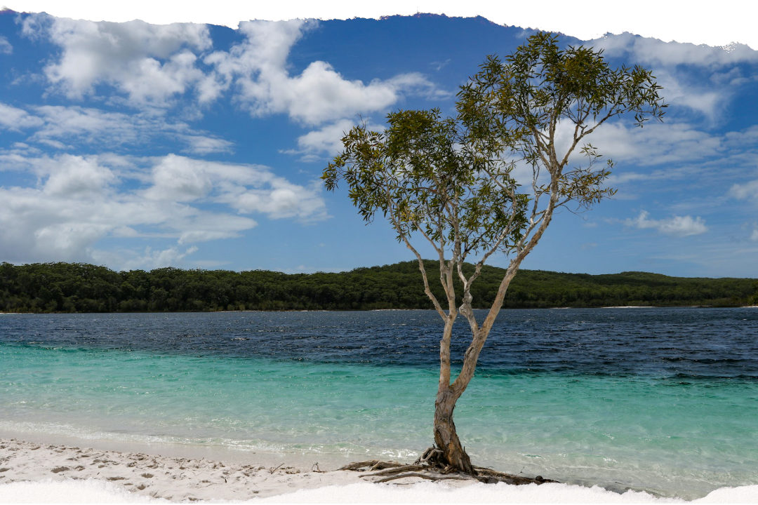 The white sand and clear water of K'gari, the world's largest sand island