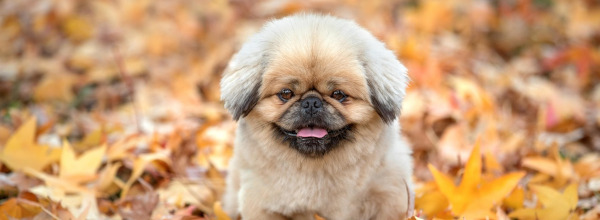 doggy-8683291_12801.jpg