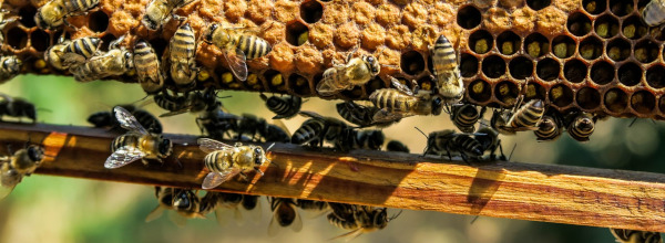 apiary-1867537_12801.jpg