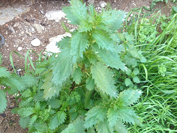 stinging nettle has great benefits and shouldn't be pulled as a weed but harvested for food or medicinal purposes