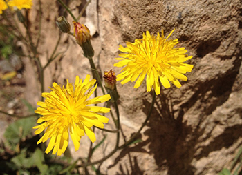 Catsear is a fake dandelion but still has wonderful health and nutritious valuess