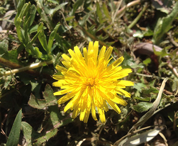 the entire dandelion can be eaten from the top to the root it all has nutritious value and should be harvested in an emergency situation to save yourself from starvation