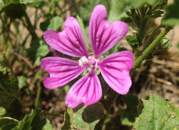 mallow is a weed that is often removed from our gardens but there are wonderful healing properties and can be eaten