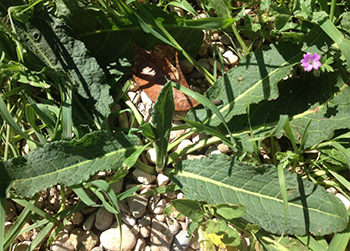 Dock weed (Rumex spp.) leaves and roots are high in antioxidants and phenolic compounds such as anthraquinones and flavonoids, which have numerous health benefits and are best extracted into an alcoholic tincture.