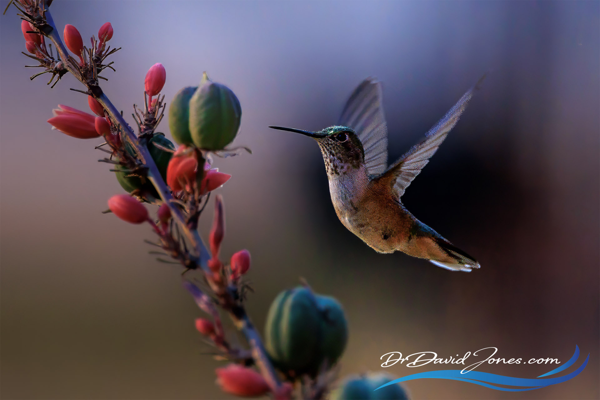 Broad-Tailed Hummingbird — photo by David Jones