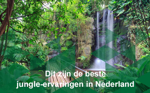 Header nieuwsbrief