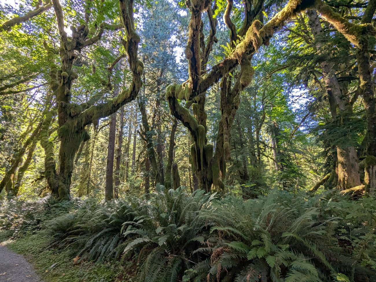 Photo of moss-covered trees in the temperate rainforest of Olympic National Park in Washington Photo of moss-covered trees in the temperate rainforest of Olympic National Park in Washington