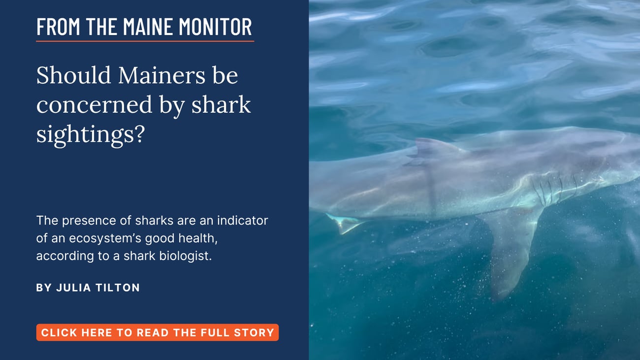 Should Mainers be concerned by shark sightings? The presence of sharks are an indicator of an ecosystem’s good health, according to a shark biologist. Read this story by Julia Tilton of The Maine Monitor.