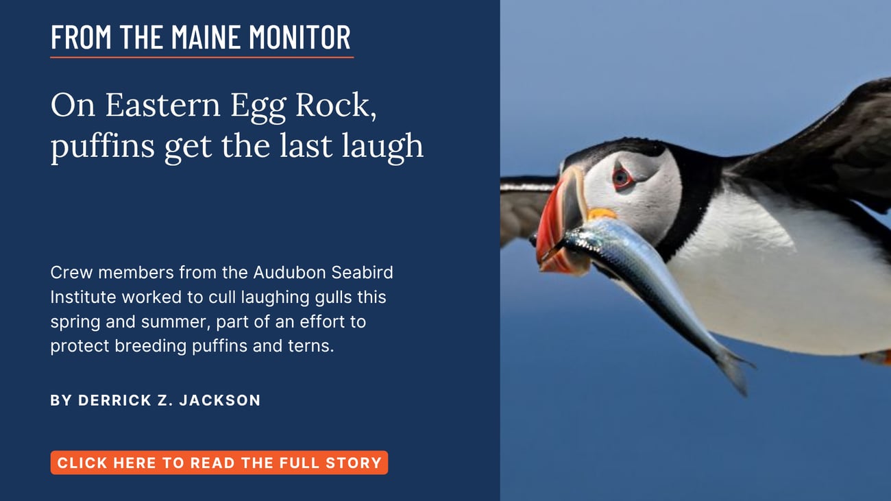 On Eastern Egg Rock, puffins get the last laugh. Crew members from the Audubon Seabird Institute worked to cull laughing gulls this spring and summer, part of an effort to protect breeding puffins and terns. Read this Maine Monitor story by Derrick Z. Jackson.