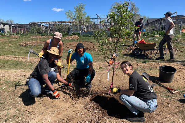 DUG staff and volunteers plant a peach tree alongside a silver buffalo berry, a nitrogen-fixing plant, at the Living Light of Peace Food Forest in Arvada. (Photo courtesy of Denver Urban Gardens)