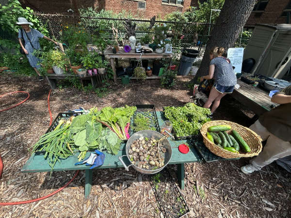 Fresh produce from the Moore Jackson garden includes collard greens, Swiss Cchard, garlic, an assortment of herbs, and cucumbers. (Photo credit: Karina Vasquez)