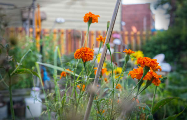 The garden teems with marigolds, used in the group’s Día de
los Muertos celebration every fall. Seeds from dried marigolds are replanted for the next year.