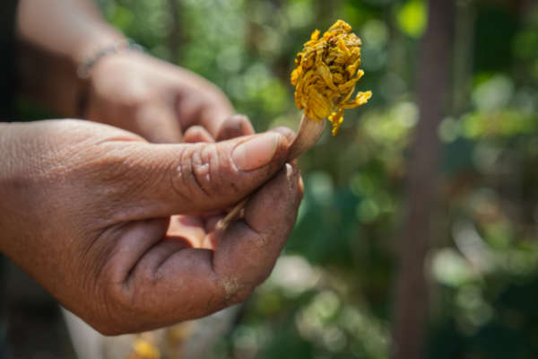 The garden teems with marigolds, used in the group’s Día de los Muertos celebration every fall. Seeds from dried marigolds are replanted for the next year.