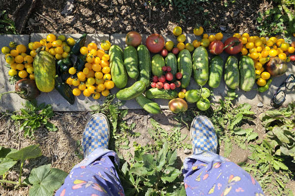 Bounty from the first season at East Missoula Community Garden. (Photo credit: Erika Hickey)