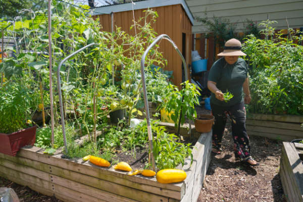 Gardeners grow dozens of different kinds of crops, both for their personal use as well as for community giveaways. Popular crops include tomatoes, hot peppers, herbs, and cucumbers.