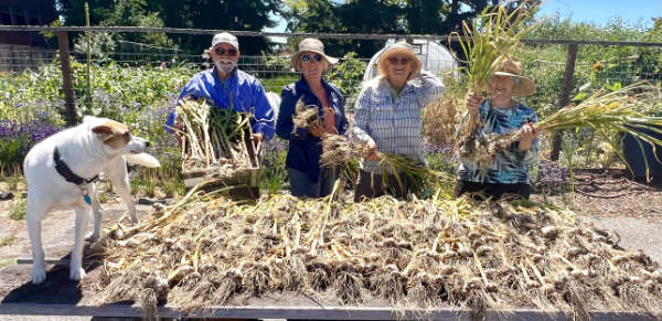 The Food Bank Growers with the season’s garlic crop at Port Townsend High School Garden. Left to right: Daisy, career deer chaser; Master Gardener and Manager Doug Van Allen; volunteers Judy Surber, Ruth Blyther, and Civil Eats Member Kathy Ryan. (Photo credit: Mary Hunt)