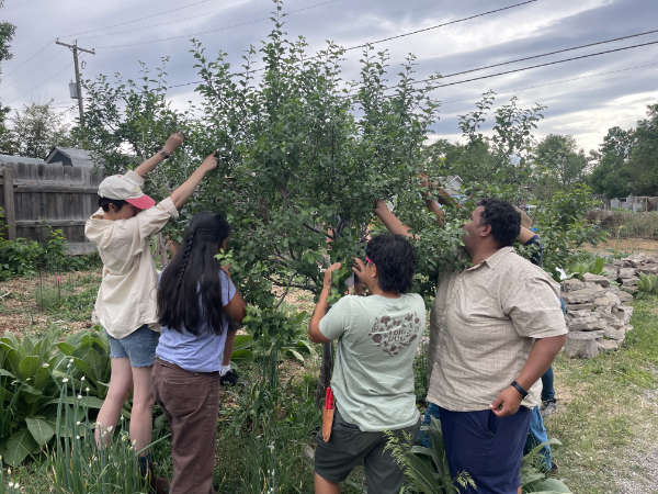 Students in Denver Urban Garden’s Food Forestry Training Program thin an apple tree at the Barnum Food Forest. (Photo courtesy of Denver Urban Gardens) 