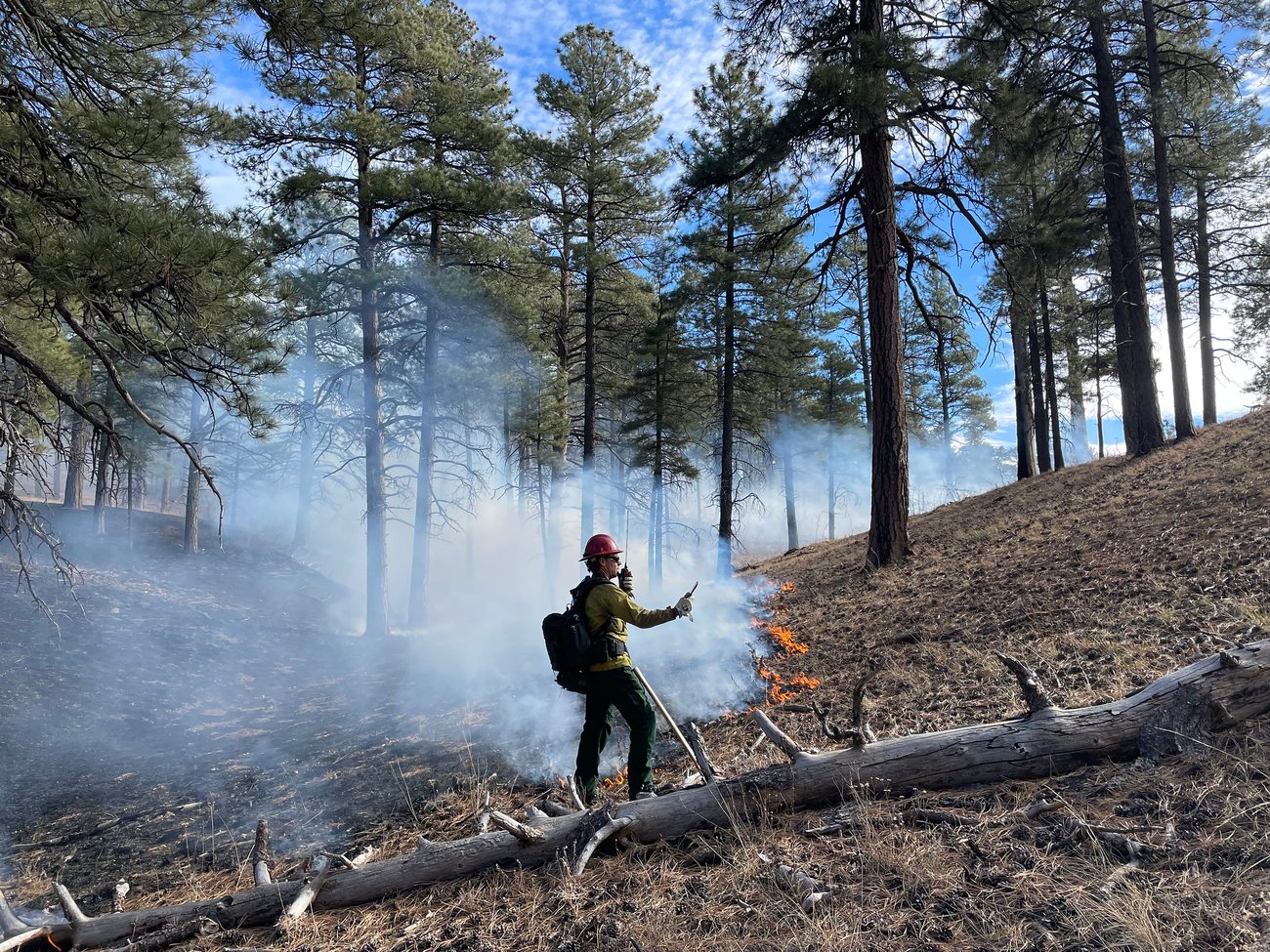 NPS worker in protective gear conducts a controlled burn in a forested area with smoke rising among tall pine trees