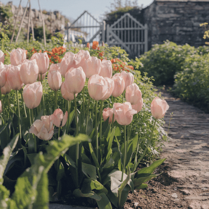 A Year of Cut Flowers with The Land Gardeners 🌷 Create Academy