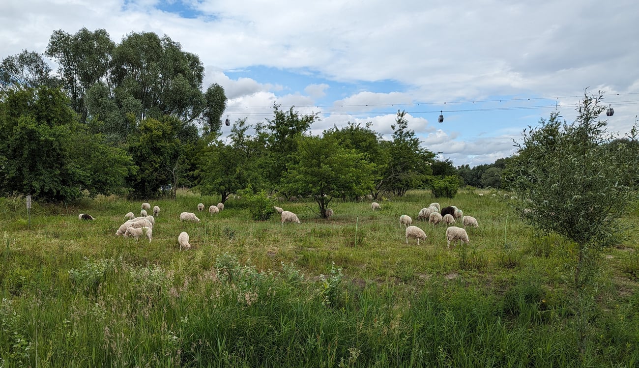 Bild von Schafen auf einer Wiese.