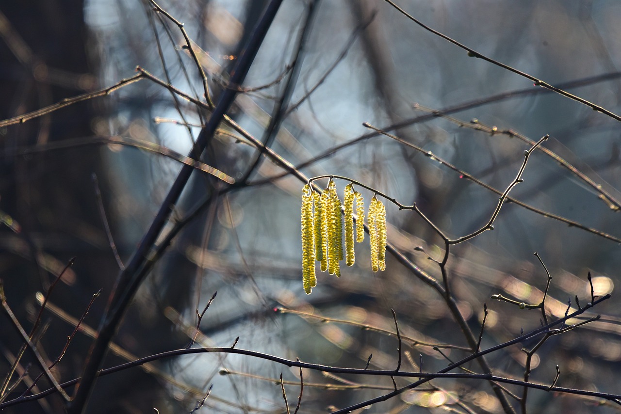 Foto von Kätzchen, die an einem Haselbaum hängen.