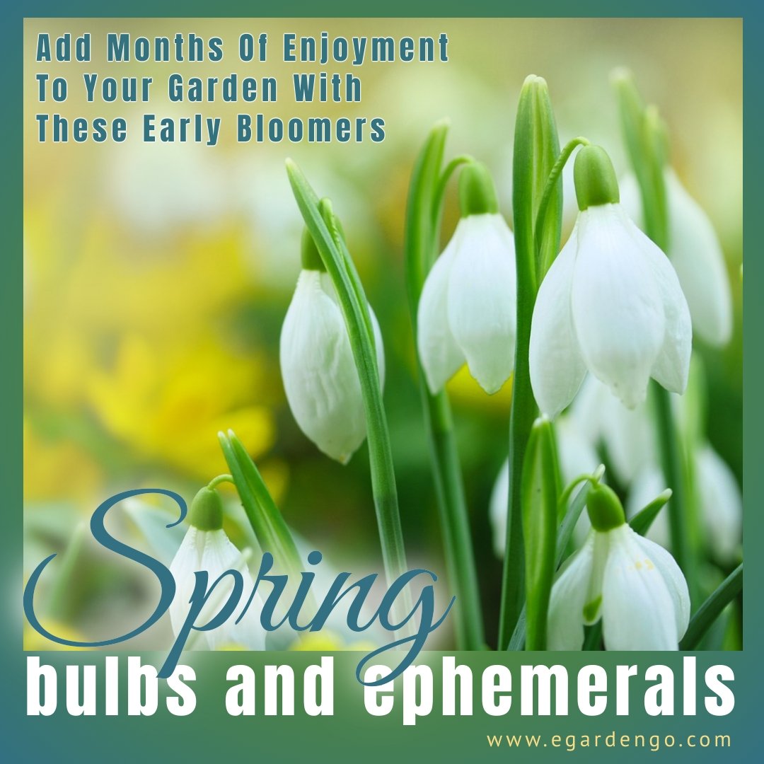 Spring Bulbs and Ephemerals Spring Bulbs and Ephemerals