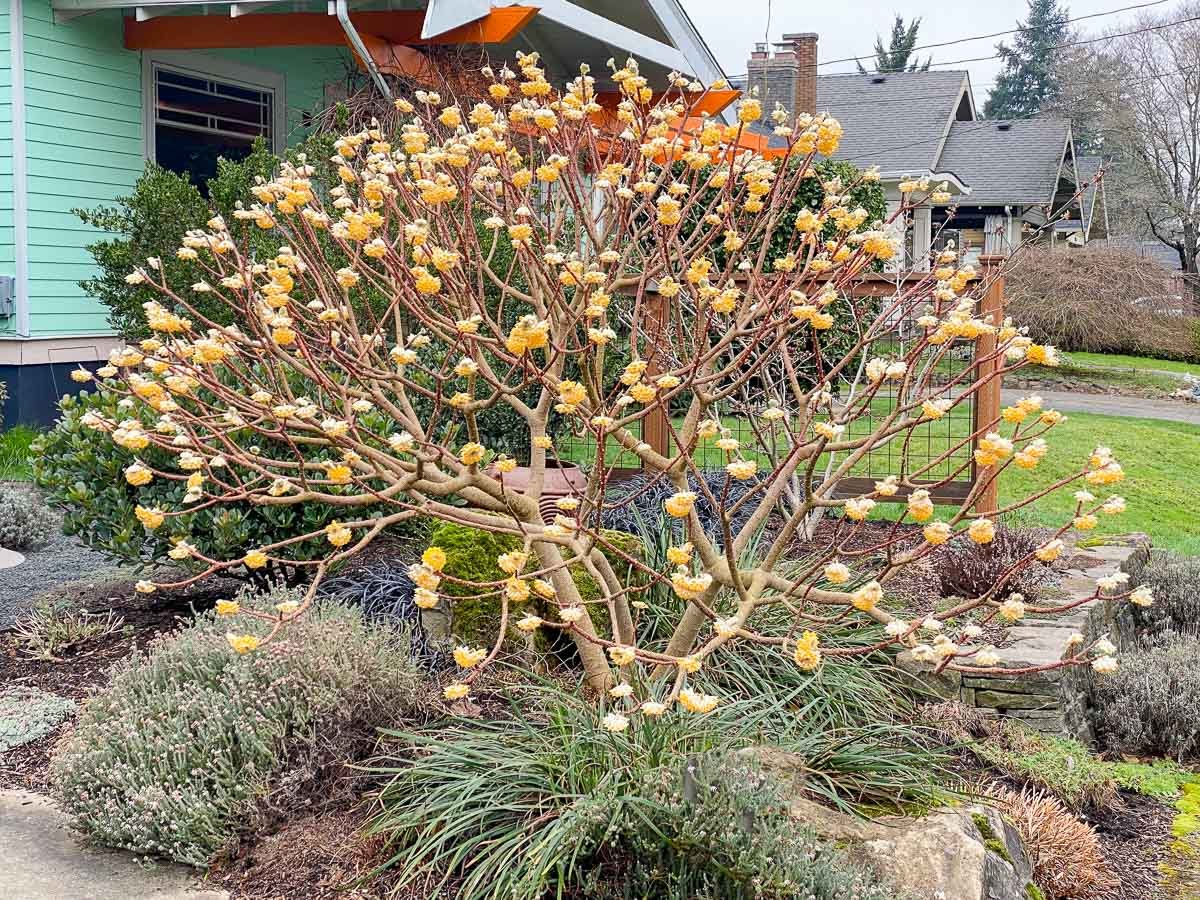 Witch Hazel - Hamamelis 'Jelena'