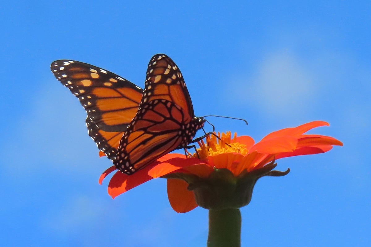 A butterfly on a bright flower in front of blue sky
