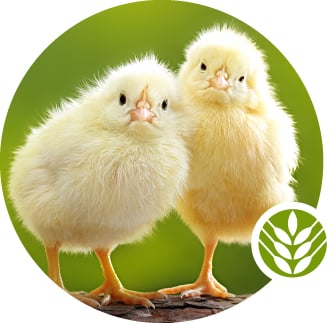 Two fluffly yellow chicks on a green background.