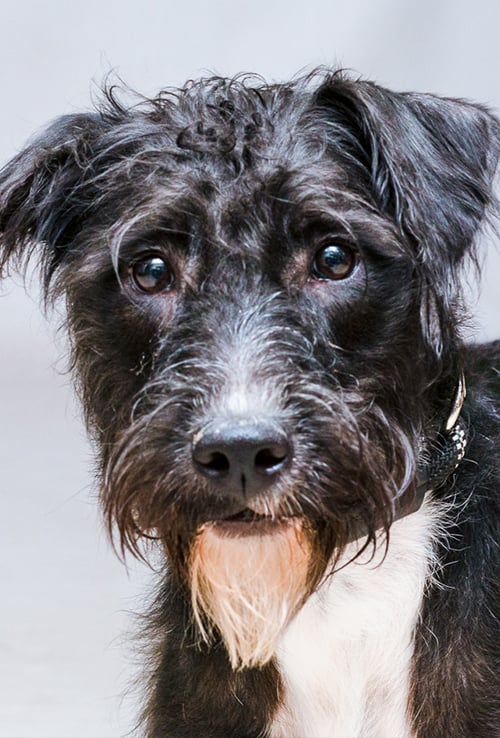 photo of dog