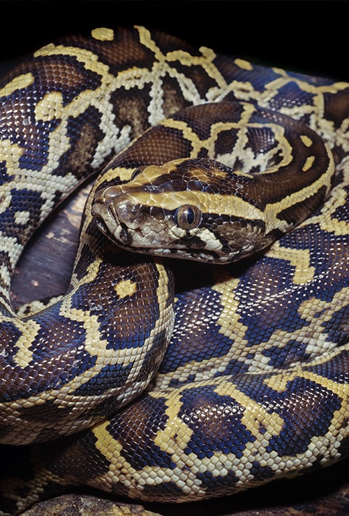 ball python snake