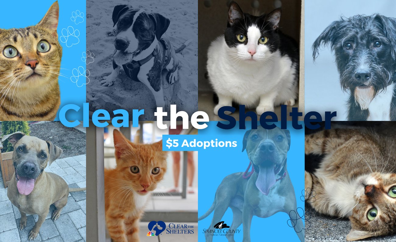 Photos of a variety of dogs and cats with text "Clear the Shelter" above it