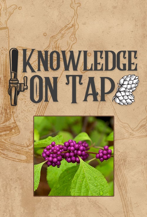 Knowledge on Tap logo with photo of American Beauty plant