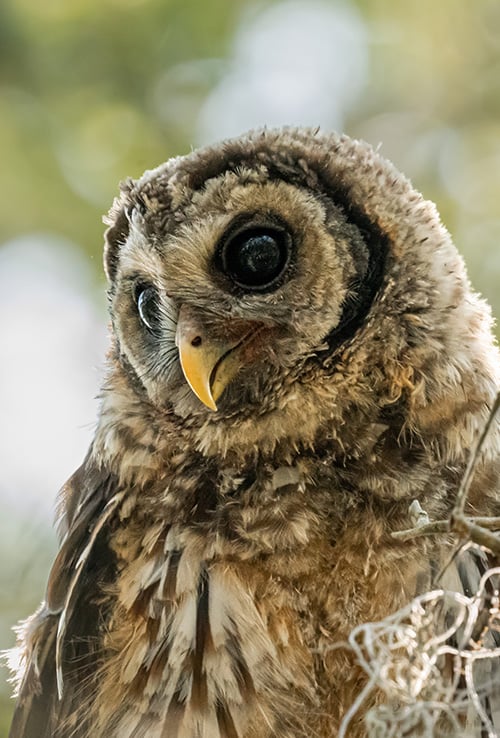 Owl in Tree