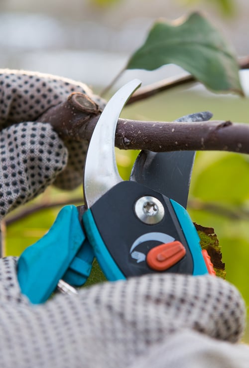 clippers on plant