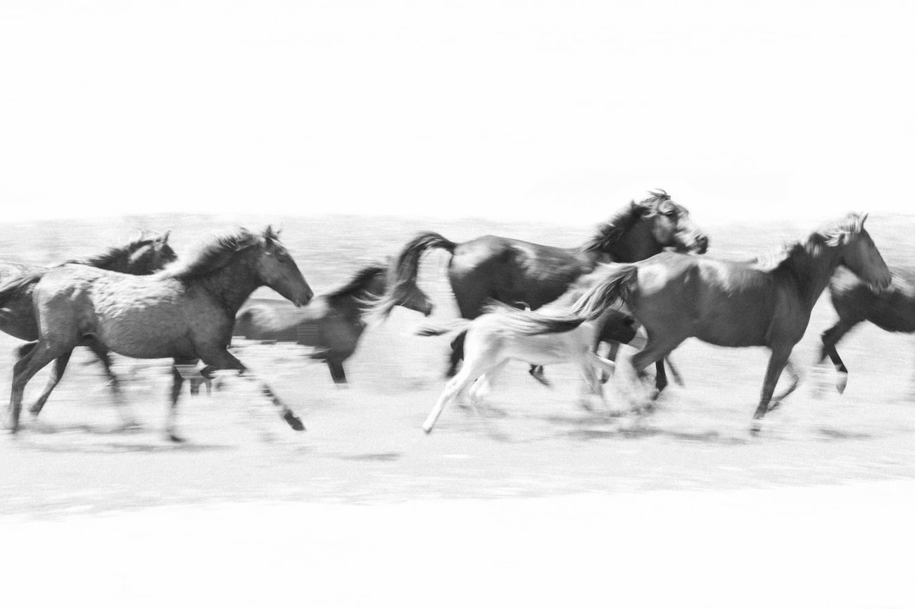 Chevaux sauvages en Roumanie