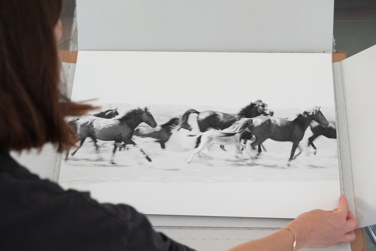 Chevaux sauvages sur Dibond