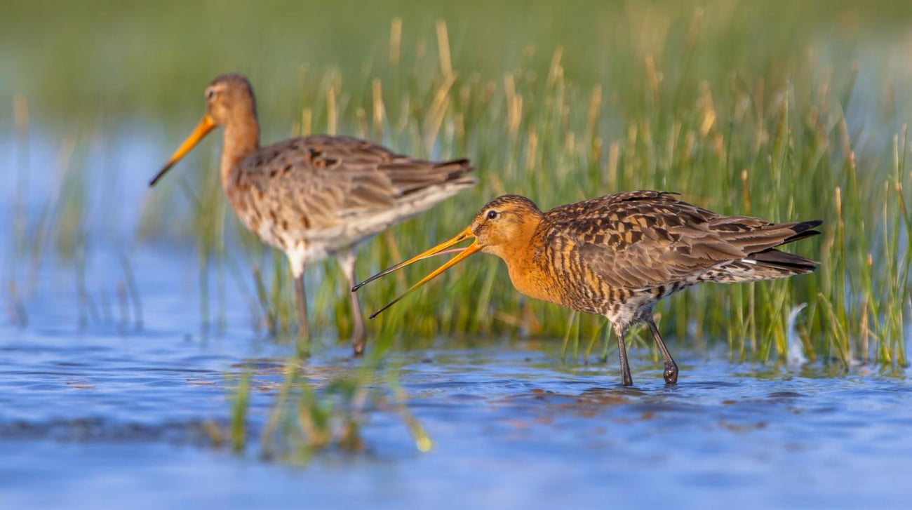Boerenlandvogels