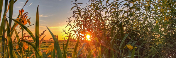 Nieuwsbrief De Groene Motor