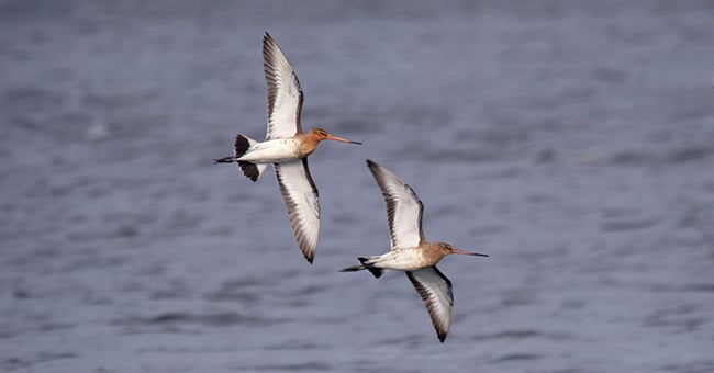 Nieuwsbrief De Groene Motor