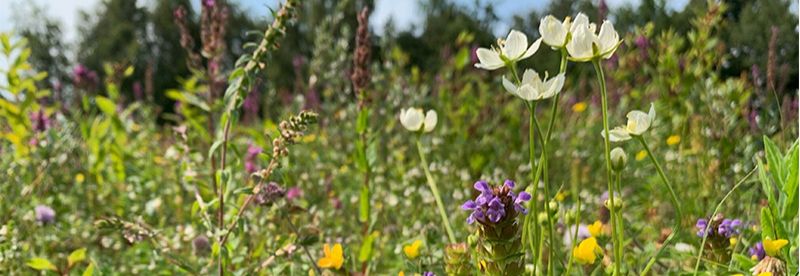 Cursus: Vrijwilliger in Historisch Groen