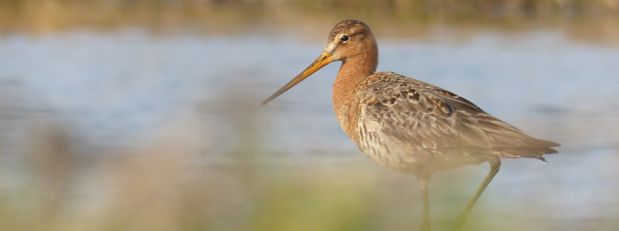 Boerenlandvogelvertrekdag