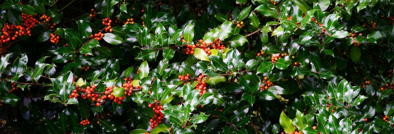 Cursus: Vrijwilliger in Historisch Groen