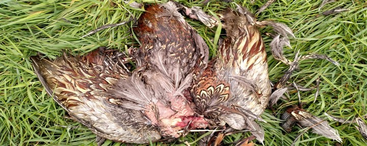 Cursus: Vrijwilliger in Historisch Groen