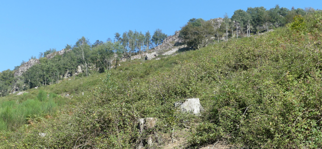 Donostia elimina especies invasoras en el monte Oberan para favorecer el crecimiento del bosque autóctono